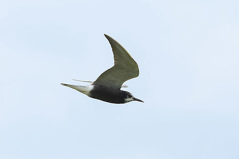 Black tern (Chlidonias niger) Onnerpolder, Groningen, Netherlands. Jul 12, 2021 Black tern,Chlidonias niger,Geotagged,Netherlands,Summer