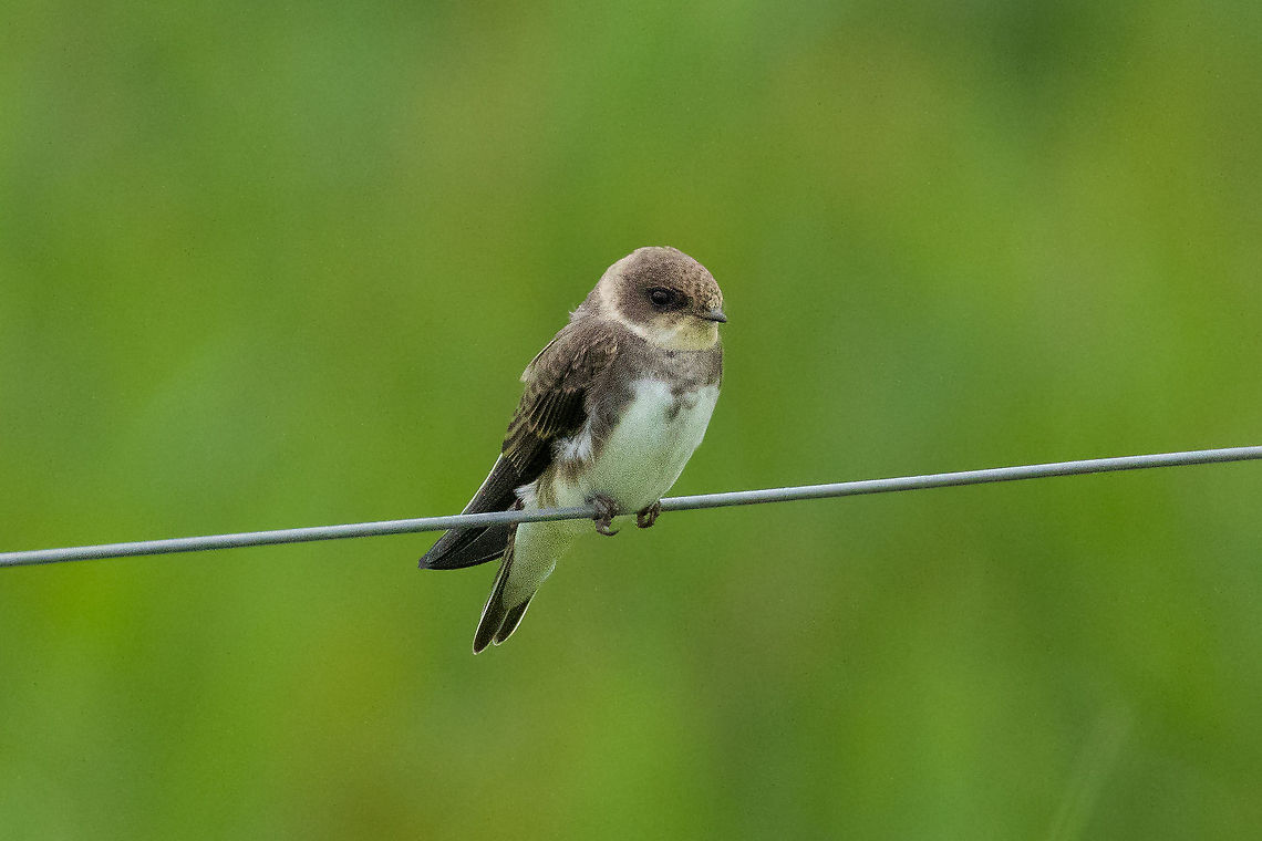 Sand martin (Riparia riparia) Ezumakeeg, Frysl&acirc;n, Netherlands. Jul 12, 2021 Geotagged,Netherlands,Riparia riparia,Sand martin,Summer