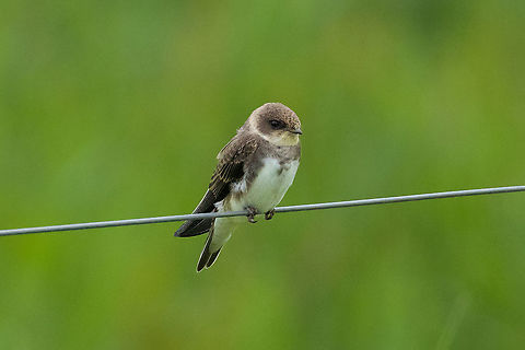 Sand martin (Riparia riparia) Ezumakeeg, Frysl&acirc;n, Netherlands. Jul 12, 2021 Geotagged,Netherlands,Riparia riparia,Sand martin,Summer