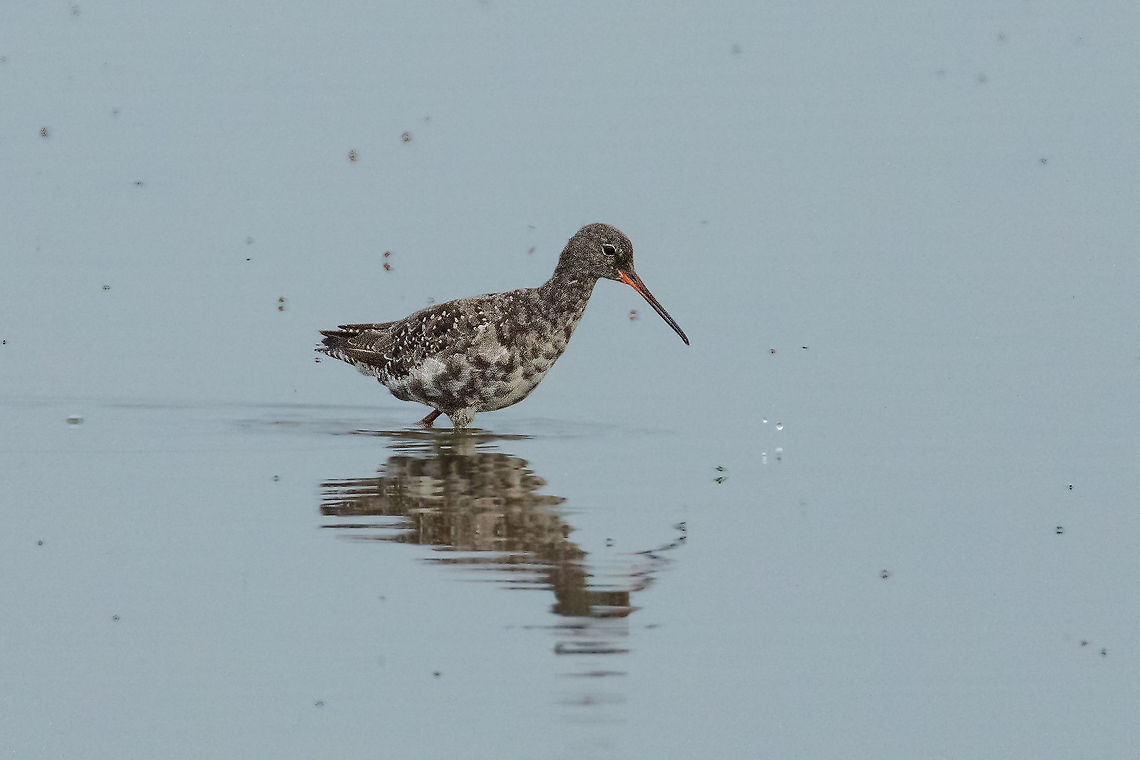 Spotted redshank (Tringa erythropus) Ezumakeeg, Frysl&acirc;n, Netherlands. Jul 12, 2021 Geotagged,Netherlands,Spotted redshank,Summer,Tringa erythropus