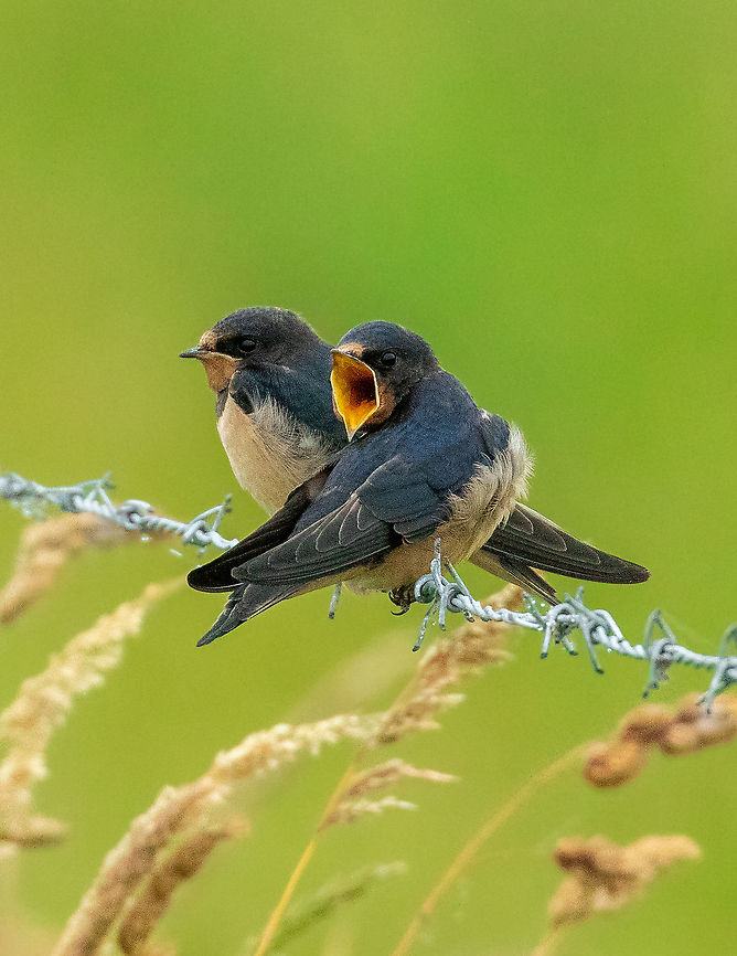 Hey, watch it! Bochtjesplaat, Frysl&acirc;n, Netherlands. Jul 13, 2021 Barn Swallow,Geotagged,Hirundo rustica,Netherlands,Summer