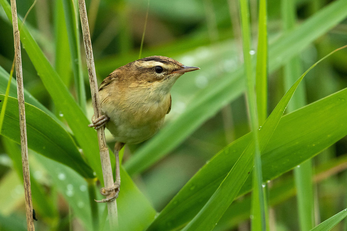 Sedge Warbler (Acrocephalus schoenobaenus) Bochtjesplaat, Frysl&acirc;n, Netherlands. Jul 13, 2021 Acrocephalus schoenobaenus,Geotagged,Netherlands,Sedge Warbler,Summer