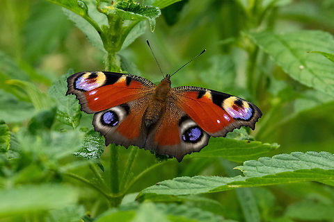 European Peacock (Inachis io) De Auken, Overijssel, Netherlands. Jul 13, 2021 European Peacock,Geotagged,Inachis io,Netherlands,Summer