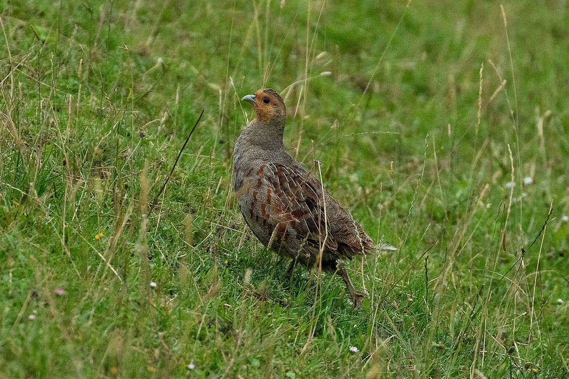 Grey partridge (Perdix perdix) Everdingen, Utrecht, Netherlands. Jul 14, 2021 Geotagged,Grey partridge,Netherlands,Perdix perdix,Summer