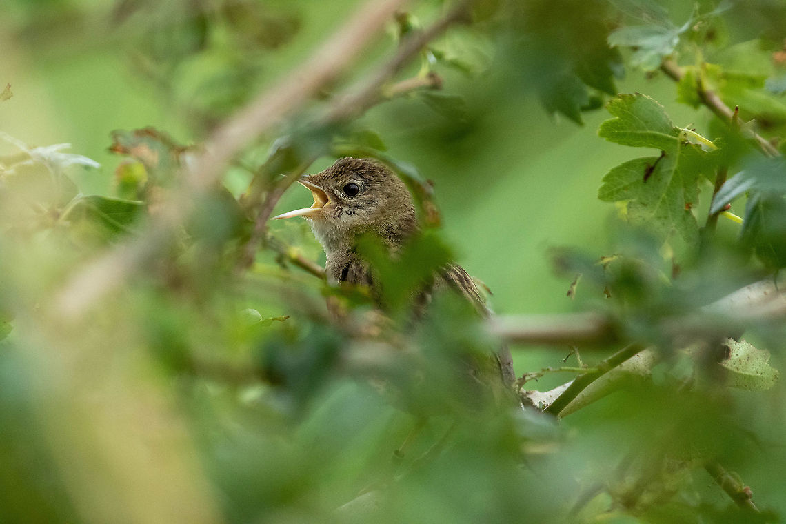 Common grasshopper warbler (Locustella naevia) Everdingerwward, Utrecht, Netherlands. Jul 14, 2021 Common grasshopper warbler,Geotagged,Locustella naevia,Netherlands,Summer