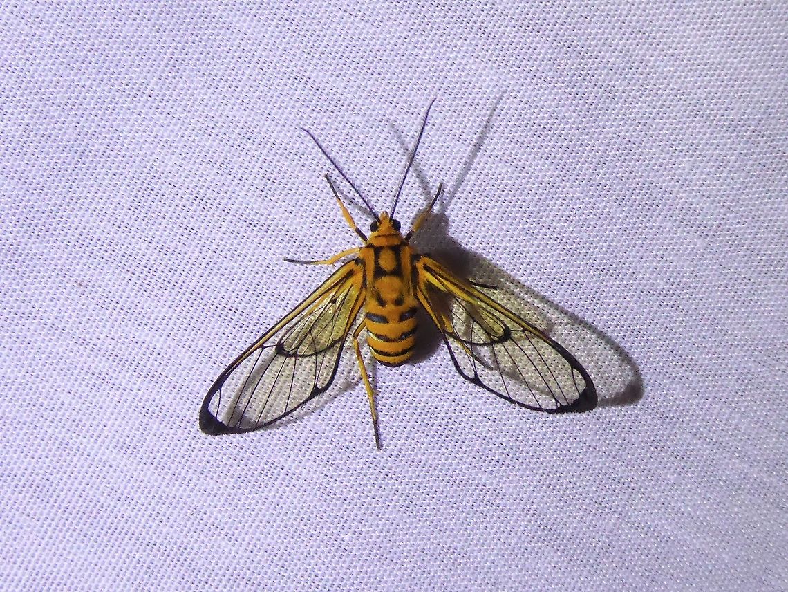 Mesothen nomia (Erebidae) PNYC - San Alberto, Pasco, Peru. Mar 16, 2020 Geotagged,Mesothen nomia,Moth Week 2021,Peru,Summer