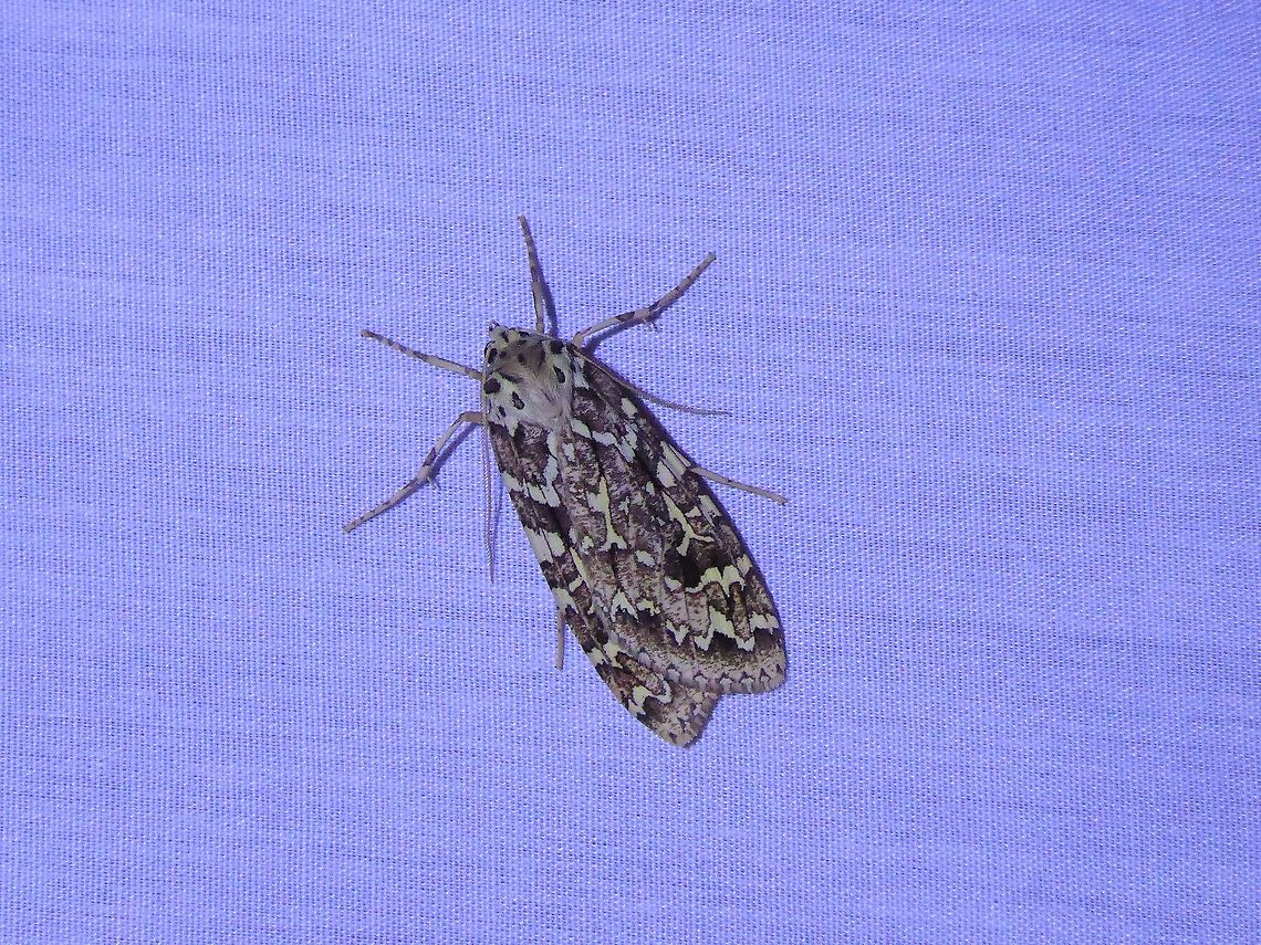 Phaegoptera decrepida (Erebidae) PNYC - San Alberto, Pasco, Peru. Mar 15, 2020 Geotagged,Moth Week 2021,Peru,Phaegoptera decrepida,Summer