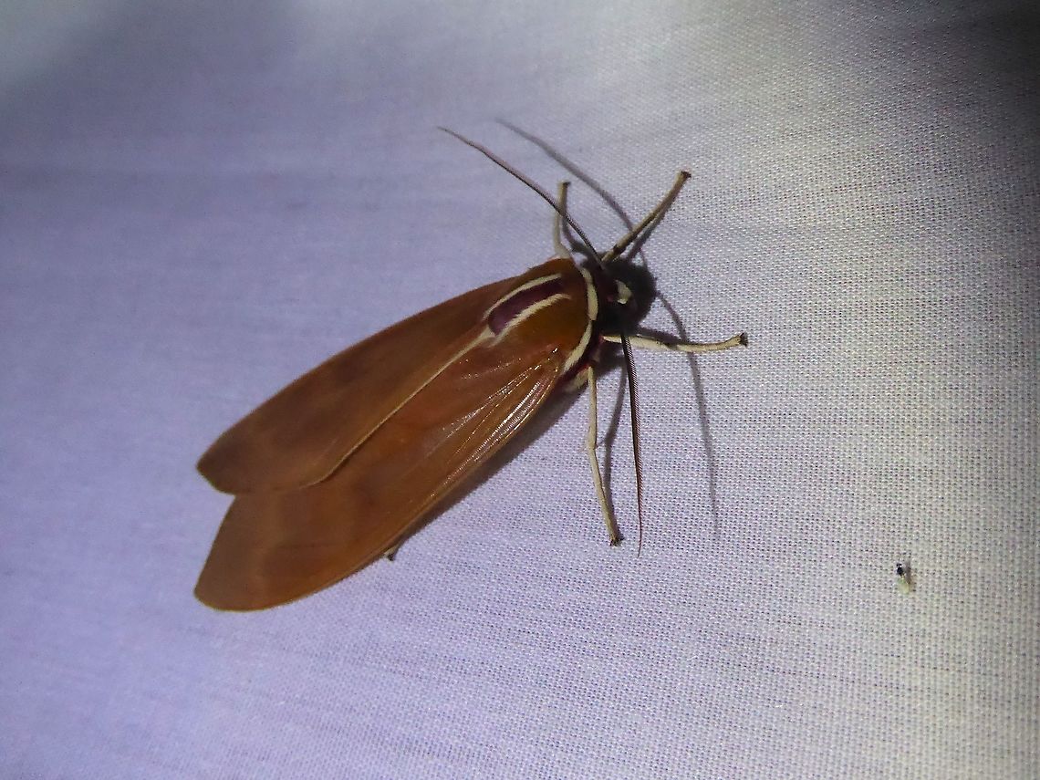 Amastus supersimilis (Erebidae) PNYC - San Alberto, Pasco, Peru. Mar 16, 2020 Amastus supersimilis,Geotagged,Moth Week 2021,Peru,Summer