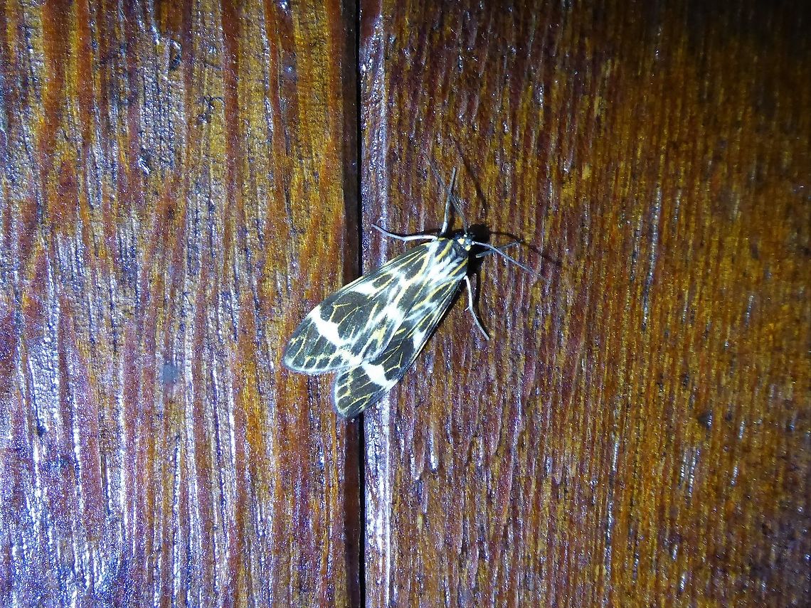 Eucereon latifascia (Erebidae) PNYC - San Alberto, Pasco, Peru. Mar 16, 2020 Eucereon latifascia,Geotagged,Moth Week 2021,Peru,Summer