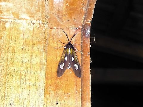 Phaio sp. (Erebidae) PNYC - San Alberto, Pasco, Peru. Mar 13, 2020 Geotagged,Moth Week 2021,Peru,Summer