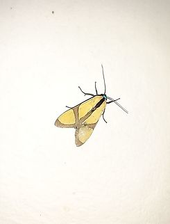 Ormetica ameoides