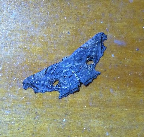 Crypsicoela subocellata (Uraniidae) PNYC - San Alberto, Pasco, Peru, Mar 13, 2020 Crypsicoela subocellata,Geotagged,Moth Week 2021,Peru,Summer