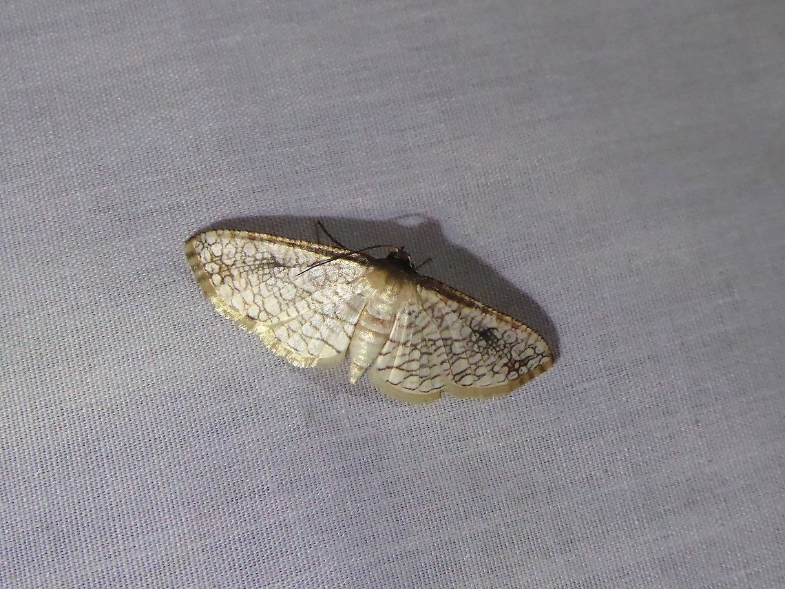 Rhodoneura rufifimbria (Thyrididae) PNYC - San Alberto, Pasco, Peru, Mar 13, 2020 Geotagged,Moth Week 2021,Peru,Rhodoneura rufifimbria,Summer