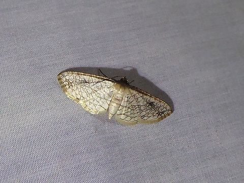 Rhodoneura rufifimbria (Thyrididae) PNYC - San Alberto, Pasco, Peru, Mar 13, 2020 Geotagged,Moth Week 2021,Peru,Rhodoneura rufifimbria,Summer