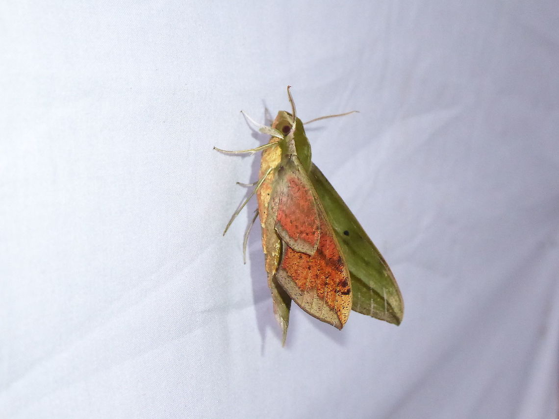 Xylophanes crotonis (Sphingidae) PNYC - San Alberto, Pasco, Peru, Mar 16, 2020 Geotagged,Moth Week 2021,Peru,Summer,Xylophanes crotonis