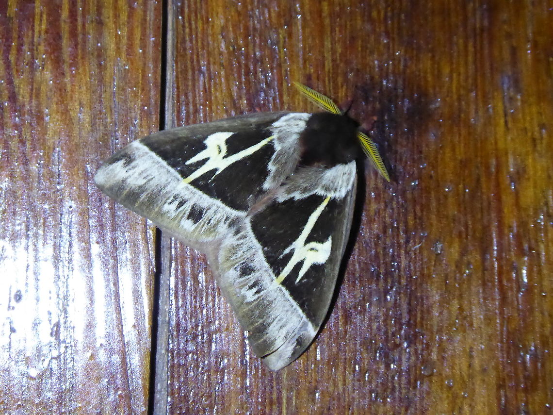 Dirphia subhorca (Saturniidae) PNYC - San Alberto, Pasco, Peru, Mar 13, 2020 Dirphia subhorca,Geotagged,Moth Week 2021,Peru,Summer