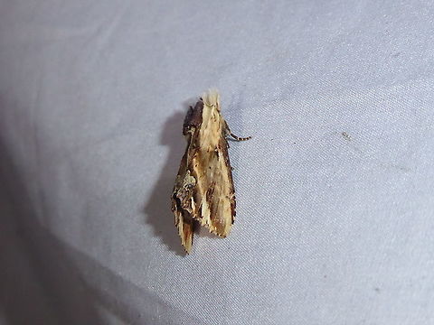 Pentobesa poecila (Notodontidae) PNYC - San Alberto, Pasco, Peru, Mar 17, 2020 Geotagged,Moth Week 2021,Pentobesa poecila,Peru,Summer