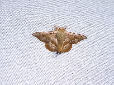 Druentica imperita (Mimallonidae) PNYC - San Alberto, Pasco, Peru. Mar 17, 2020 Druentica imperita,Geotagged,Moth Week 2021,Peru,Summer
