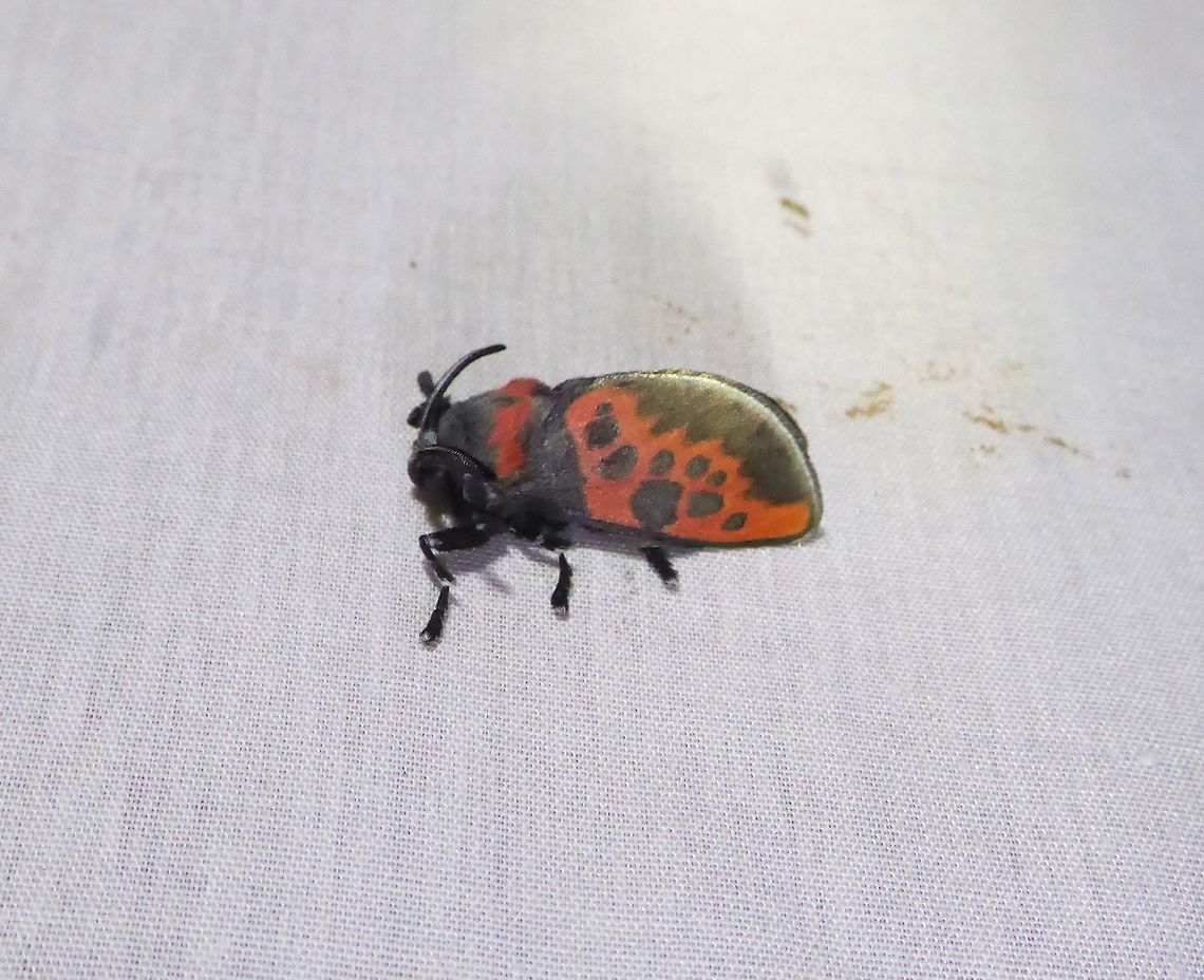 Edebessa bicolor (Megalopygidae) PNYC - San Alberto, Pasco, Peru. Mar 17, 2020 Edebessa bicolor,Geotagged,Moth Week 2021,Peru,Summer