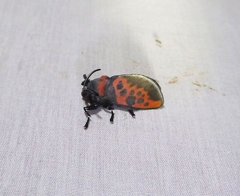 Edebessa bicolor (Megalopygidae) PNYC - San Alberto, Pasco, Peru. Mar 17, 2020 Edebessa bicolor,Geotagged,Moth Week 2021,Peru,Summer