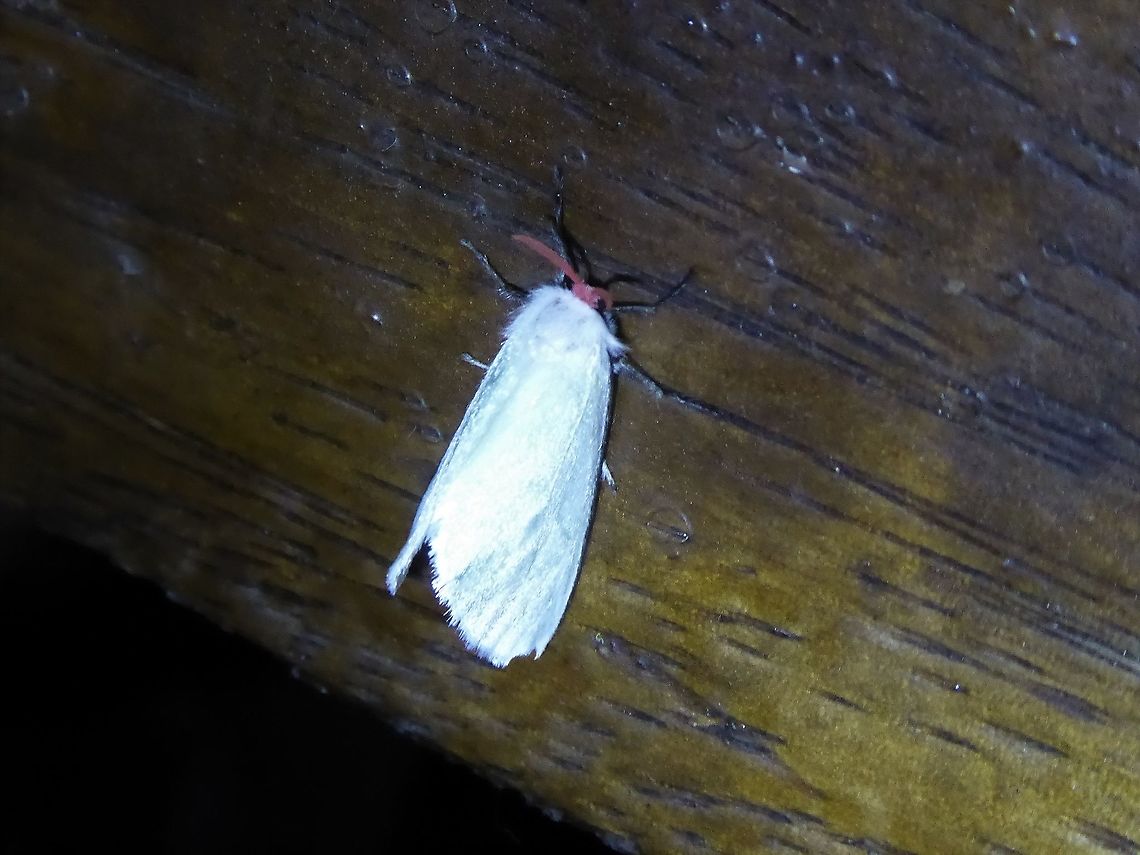 Aithorape roseicornis (Megalopygidae) PNYC - San Alberto, Pasco, Peru. Mar 13, 2020 Aithorape roseicornis,Geotagged,Moth Week 2021,Peru,Summer