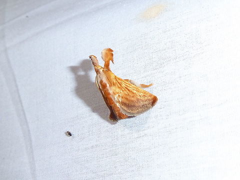 Perola actiosa (Limacodidae) PNYC - San Alberto, Pasco, Peru. Mar 17, 2020 Geotagged,Moth Week 2021,Perola actiosa,Peru,Summer