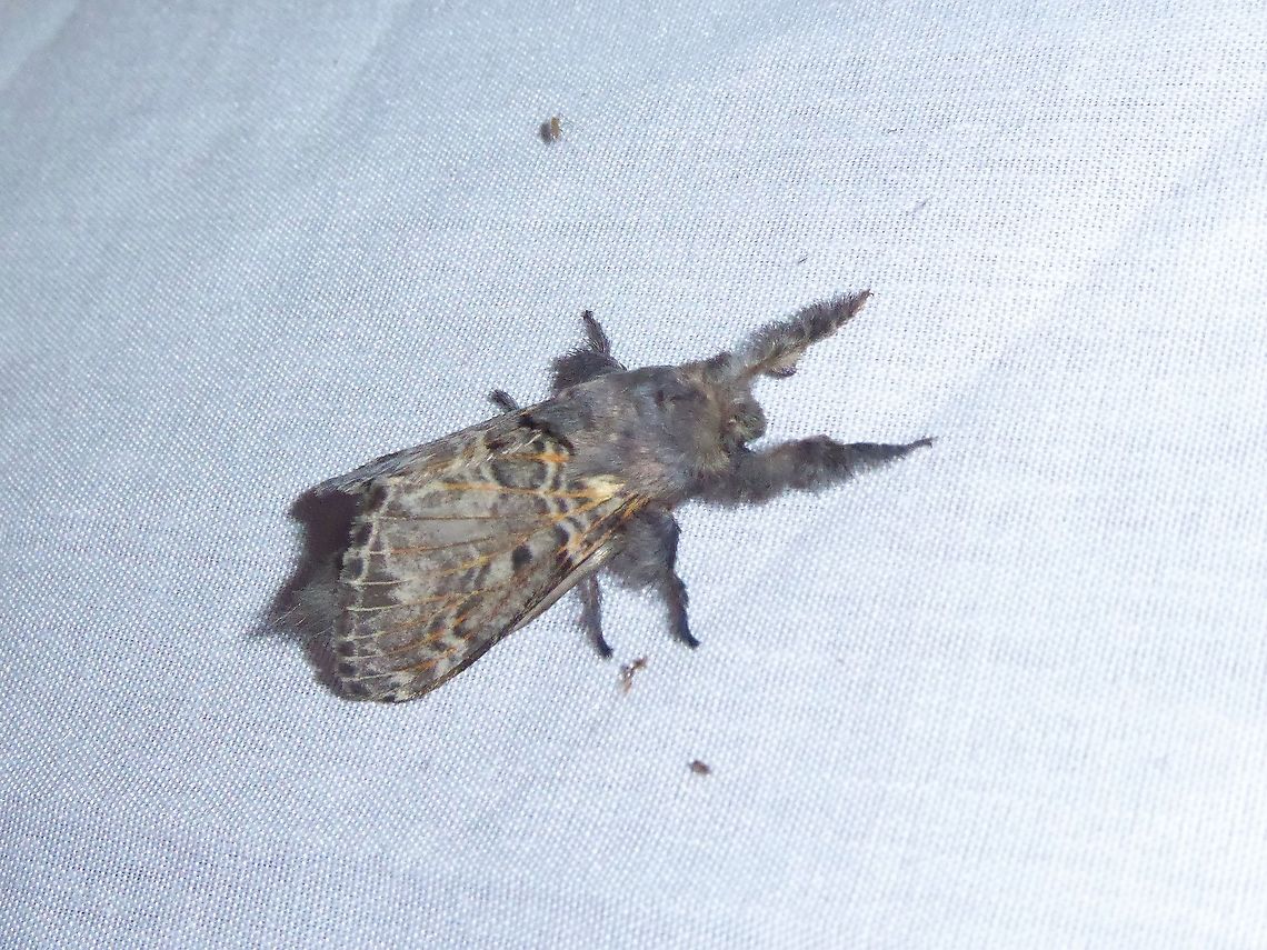 Tolype peruviana (Lasiocampidae) PNYC - San Alberto, Pasco, Peru. Mar 17, 2020 Geotagged,Moth Week 2021,Peru,Summer,Tolype peruviana