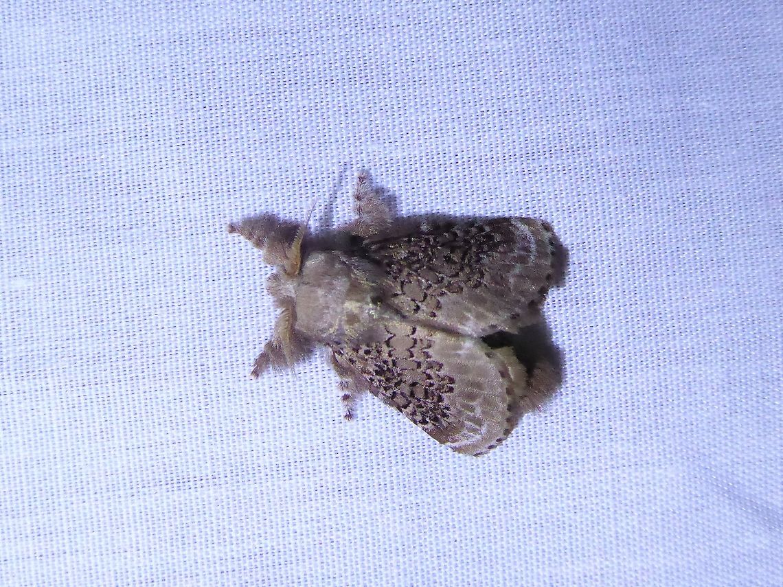 Euglyphis gutturalis (Lasiocampidae) PNYC - San Alberto, Pasco, Peru. Mar 16, 2020 Euglyphis guttularis,Geotagged,Moth Week 2021,Peru,Summer