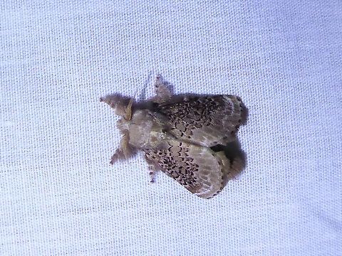 Euglyphis gutturalis (Lasiocampidae) PNYC - San Alberto, Pasco, Peru. Mar 16, 2020 Euglyphis guttularis,Geotagged,Moth Week 2021,Peru,Summer