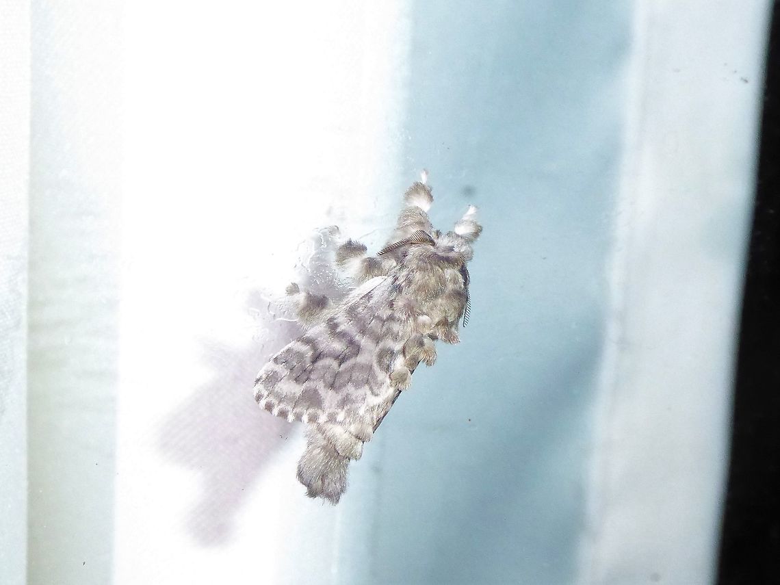 Titya fraternans (Lasiocampidae) PNYC - San Alberto, Pasco, Peru. Mar 11, 2020 Geotagged,Moth Week 2021,Peru,Summer,Titya fraternans