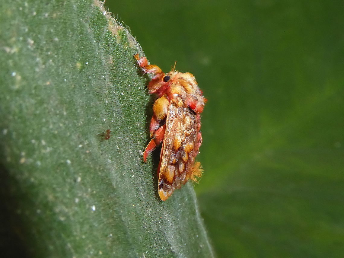 Monkey slug moth (Phobetron hipparchia) Oxapampa, Pasco, Peru. Apr 16, 2020 Fall,Geotagged,Moth Week 2021,Peru,Phobetron hipparchia