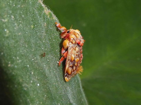 Monkey slug moth (Phobetron hipparchia) Oxapampa, Pasco, Peru. Apr 16, 2020 Fall,Geotagged,Moth Week 2021,Peru,Phobetron hipparchia