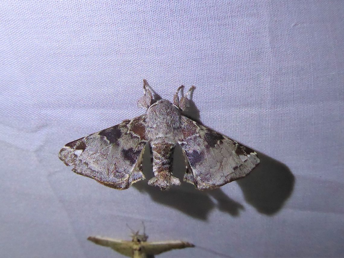 Apatelodes ardeola (Bombycidae) PNYC - San Alberto, Pasco, Peru. Mar 16, 2020 Apatelodes ardeola,Geotagged,Peru,Summer