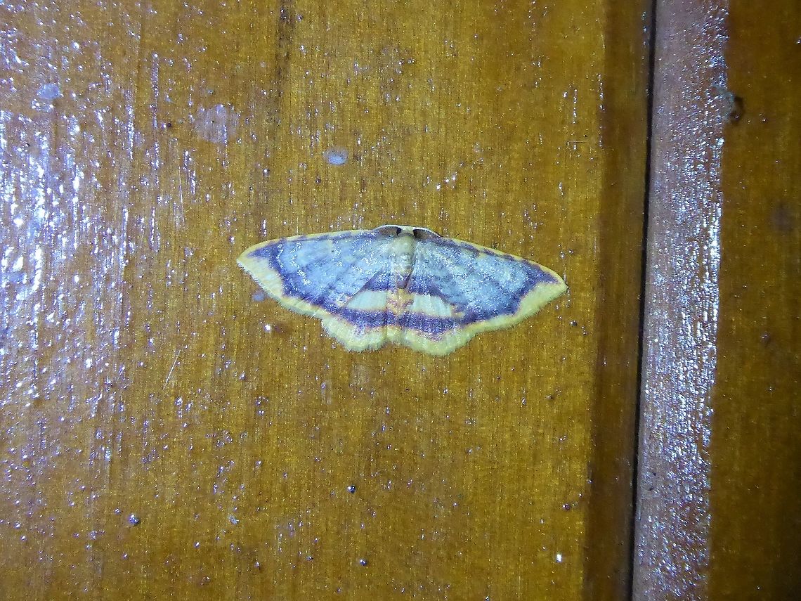 Eois chasca (Geometridae) PNYC - San Alberto, Pasco, Peru. Mar 13, 2020 Eois chasca,Geotagged,Peru,Summer