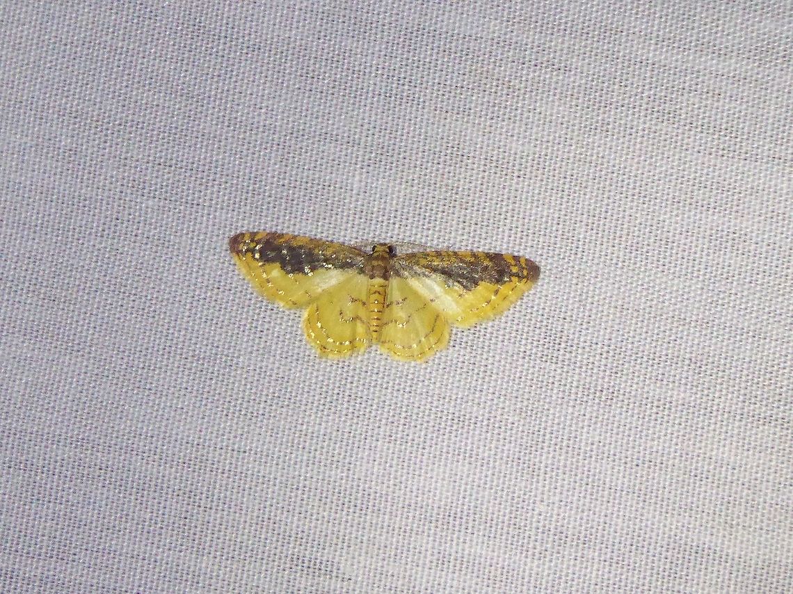 Eois tertulia (Geometridae) PNYC - San Alberto, Pasco, Peru. Mar 17, 2020 Eois tertulia,Geotagged,Peru,Summer