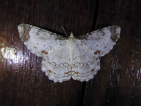 Epimecis puellaria (Geometridae) PNYC - San Alberto, Pasco, Peru. Mar 17, 2020 Epimecis puellaria,Geotagged,Peru,Summer
