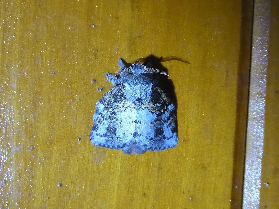 Euglyphis contubernalis (Lasiocampidae) PNYC - San Alberto, Pasco, Peru. Mar 16, 2020 Euglyphis contubernalis,Geotagged,Peru,Summer