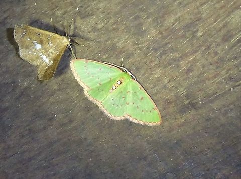Lissochlora albocillaria (Geometridae) PNYC - San Alberto, Pasco, Peru. Mar 13, 2020 Geotagged,Lissochlora albocillaria,Peru,Summer