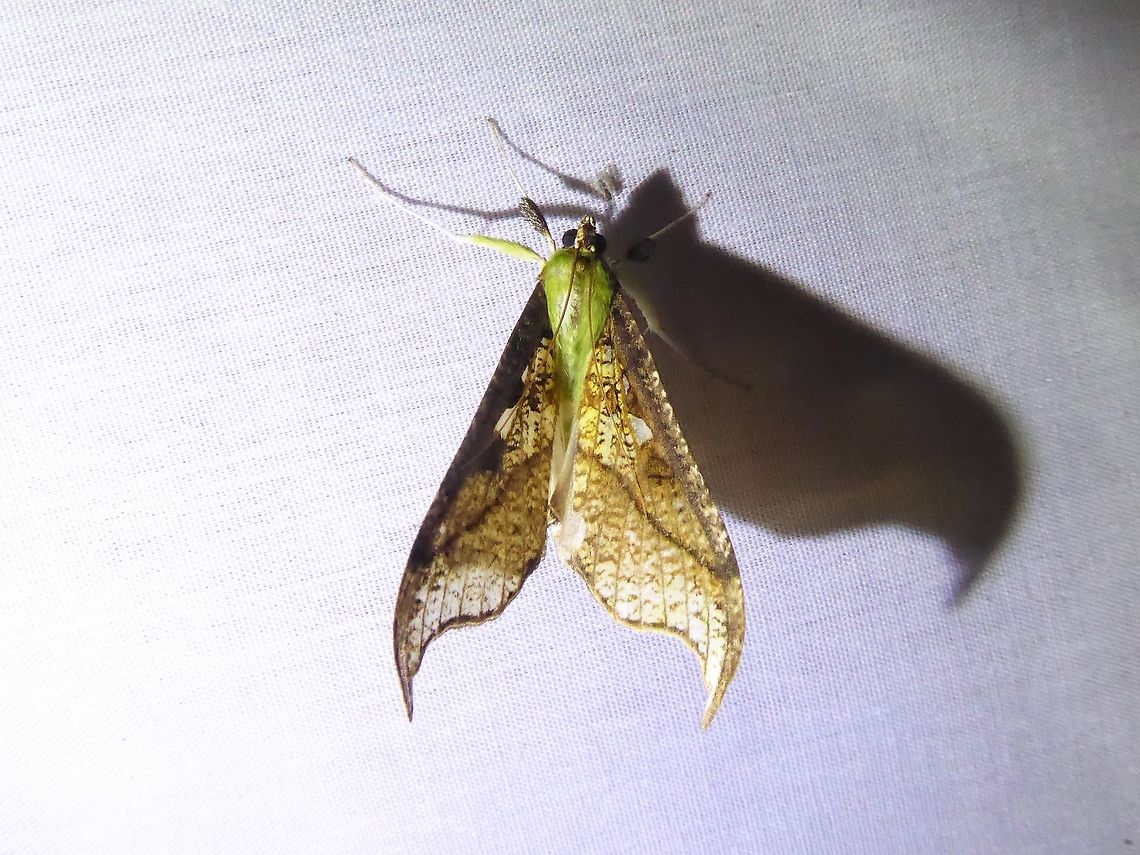 Megaphysa herbiferalis (Crambidae) PNYC - San Alberto, Pasco, Peru. Mar 16, 2020 Geotagged,Megaphysa,Megaphysa herbiferalis,Peru,Summer
