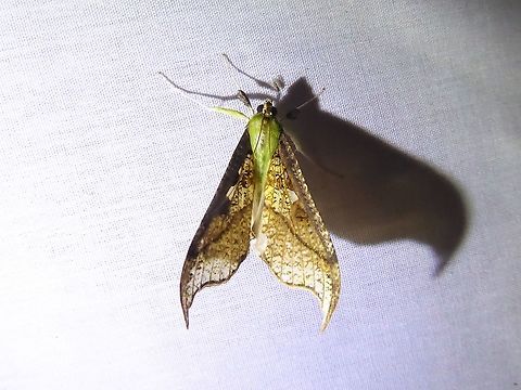 Megaphysa herbiferalis (Crambidae) PNYC - San Alberto, Pasco, Peru. Mar 16, 2020 Geotagged,Megaphysa,Megaphysa herbiferalis,Peru,Summer