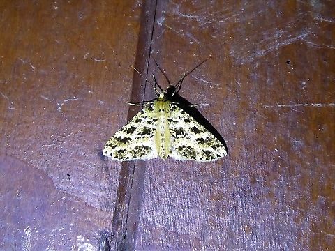 Melanolophia atigrada (Geometridae) PNYC - San Alberto, Pasco, Peru. Mar 16, 2020 Geotagged,Melanolophia atigrada,Peru,Summer