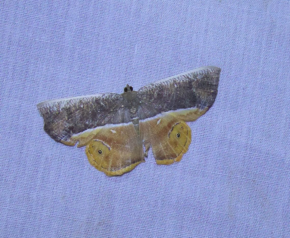 Opisthoxia branickiaria (Geometridae) PNYC - San Alberto, Pasco, Peru. Mar 15, 2020 Geotagged,Opisthoxia branickiaria,Peru,Summer