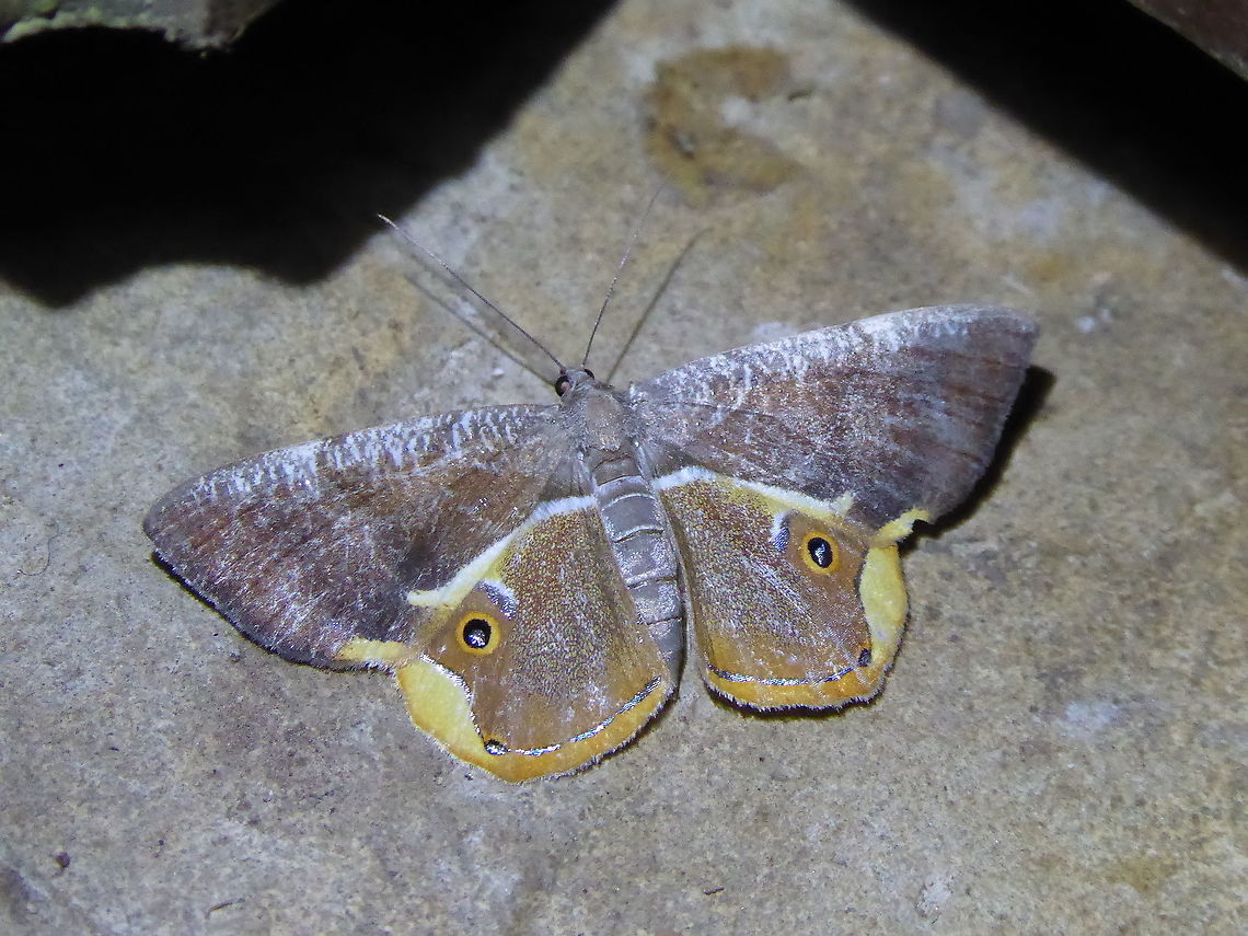 Opisthoxia sp. (Geometridae) PNYC - San Alberto, Pasco, Peru. Mar 13, 2020 Geotagged,Peru,Summer