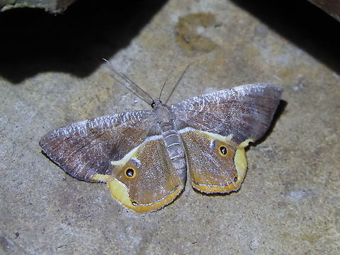 Opisthoxia sp. (Geometridae) PNYC - San Alberto, Pasco, Peru. Mar 13, 2020 Geotagged,Peru,Summer