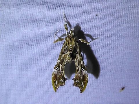 Rhectosemia sp. (Crambidae) PNYC - San Alberto, Pasco, Peru. Mar 16, 2020 Geotagged,Peru,Summer