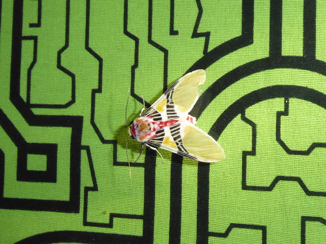 Idalus herois (Erebidae) Oxapampa, Pasco, Peru. Apr 29, 2020 Fall,Geotagged,Idalus herois,Peru