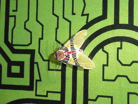 Idalus herois (Erebidae) Oxapampa, Pasco, Peru. Apr 29, 2020 Fall,Geotagged,Idalus herois,Peru