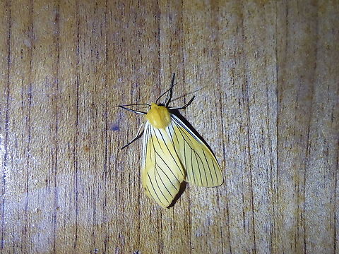 Pseudischnocampa nervosa (Erebidae) PNYC - San Alberto, Pasco, Peru. Mar 13, 2020 Geotagged,Peru,Pseudischnocampa nervosa,Summer