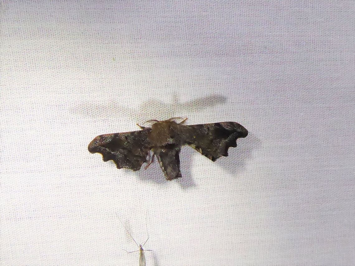 Quentalia excisa (Bombycidae) PNYC - San Alberto, Pasco, Peru. Mar 17, 2020 Geotagged,Peru,Quentalia excisa,Summer