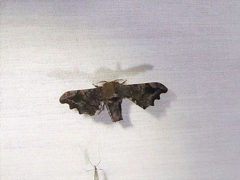 Quentalia excisa (Bombycidae) PNYC - San Alberto, Pasco, Peru. Mar 17, 2020 Geotagged,Peru,Quentalia excisa,Summer